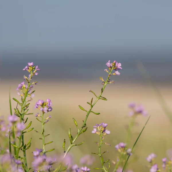 Hermoso desenfoque fondo borroso con flores tiernas . — Foto de Stock