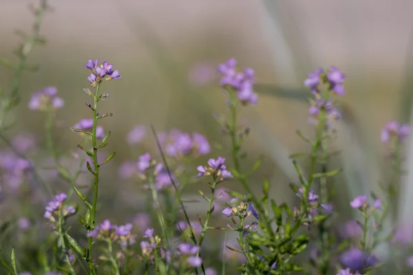 Hermoso desenfoque fondo borroso con flores tiernas . — Foto de Stock