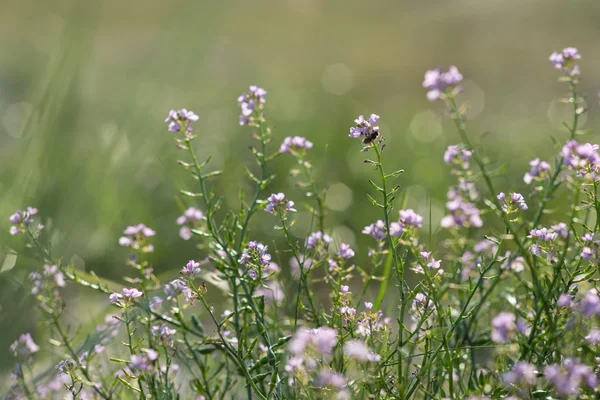 Vakker, defokusaktig bakgrunn med ømme blomster . – stockfoto