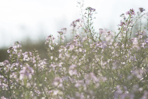 Hermoso desenfoque fondo borroso con flores tiernas . — Foto de Stock