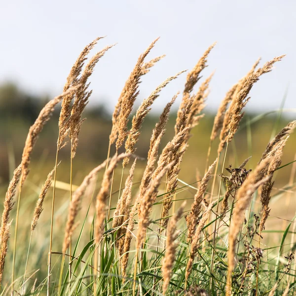 Bella sfocatura sfondo sfocatura con fiori teneri . — Foto Stock