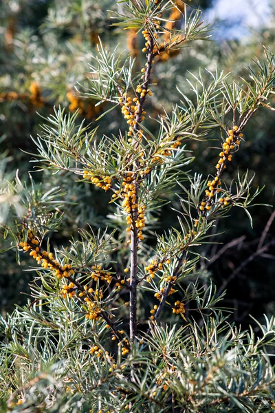 Havet bucktorn bär på hösten på landsbygden — Stockfoto