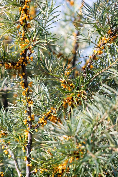 Havet bucktorn bär på hösten på landsbygden — Stockfoto