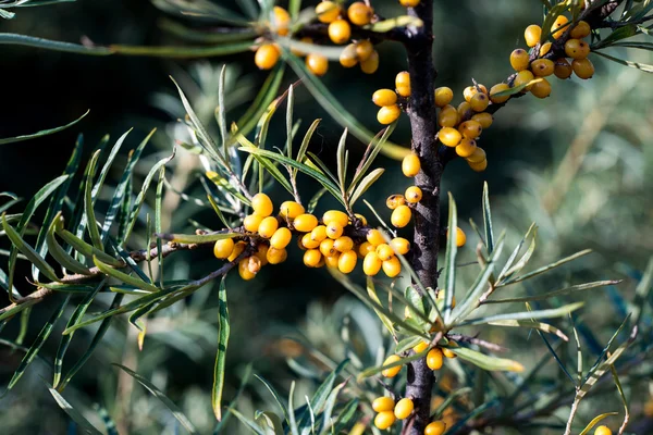 Bacche di olivello rosso in autunno in campagna — Foto Stock