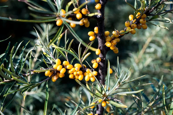 Bacche di olivello rosso in autunno in campagna — Foto Stock