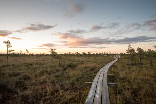 Drewniany chodnik na bog — Zdjęcie stockowe