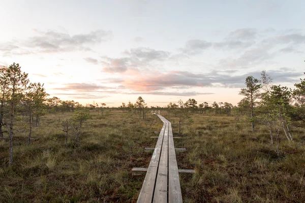 Houten wandelpad op het moeras — Stockfoto