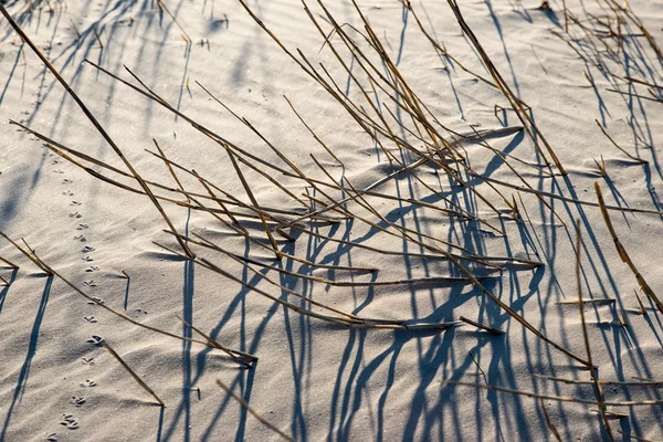 Shadows from grass on the beach — стоковое фото