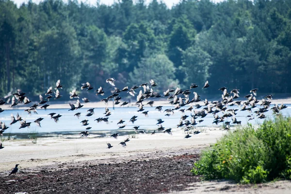 Ptaki na plaży pływające — Zdjęcie stockowe