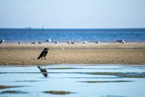 Corvo sentado na praia — Fotografia de Stock