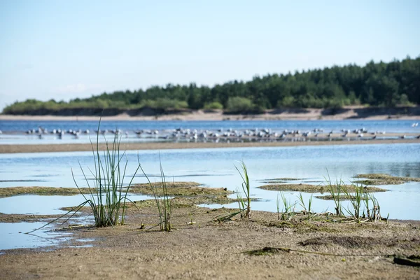 Un poco de hierba en la playa con aves en el fondo —  Fotos de Stock