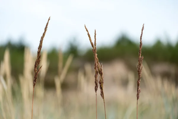 Kilka wygięte na tło zamazane pole — Zdjęcie stockowe