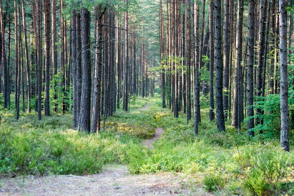 Sentier dans les bois près de la mer dans les dunes — Photo