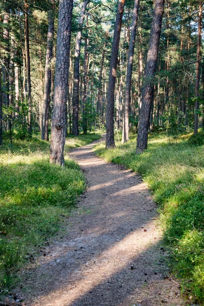 Стежка в лісі біля моря в дюнах — стокове фото