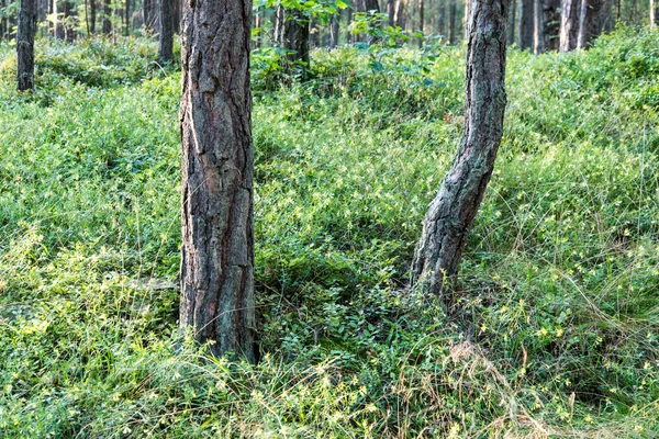 Дерева в лісі біля моря — стокове фото