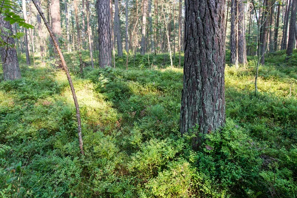 Alberi nella foresta vicino al mare — Foto Stock