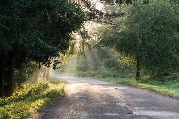 Misty fields and meadows after the rain in summer — Stock Photo, Image