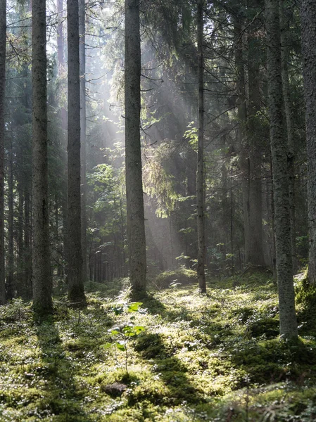 Туманные леса и луга после дождя летом — стоковое фото
