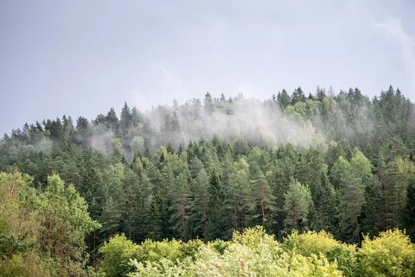 Mglisty las po deszczu latem — Zdjęcie stockowe