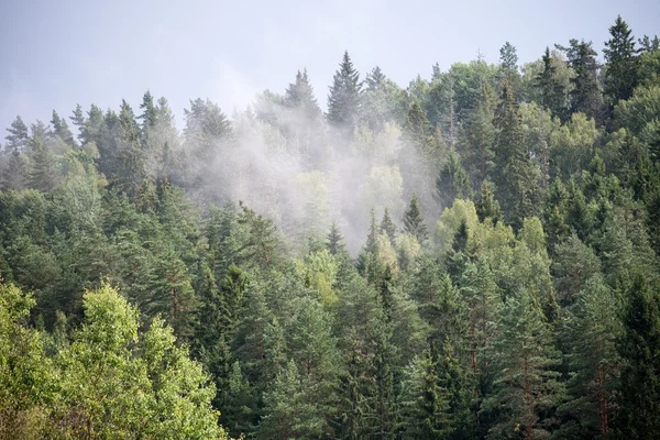 Floresta nebulosa após a chuva no verão — Fotografia de Stock