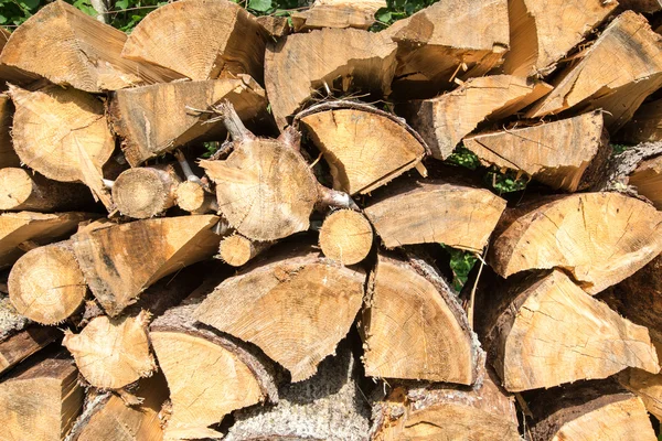 Leña apilada de abeto en el bosque — Foto de Stock