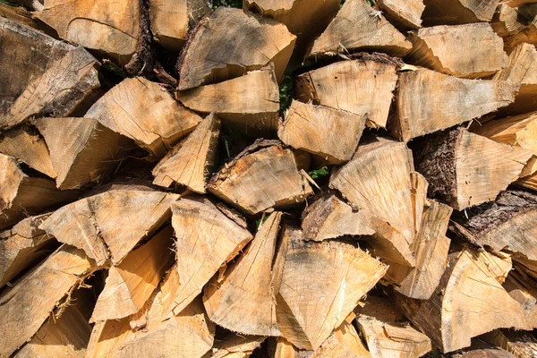 Brennholz aus Fichten im Wald gestapelt — Stockfoto