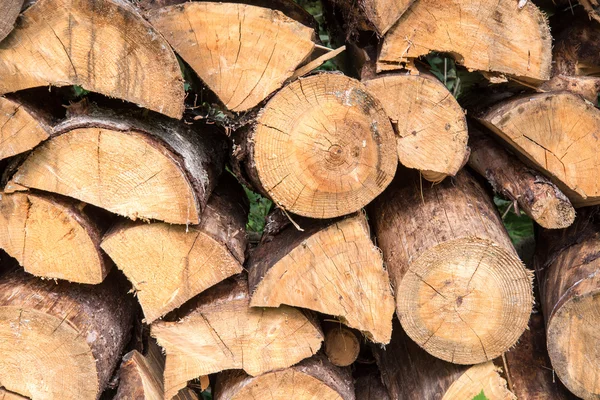 Leña apilada de abeto en el bosque — Foto de Stock