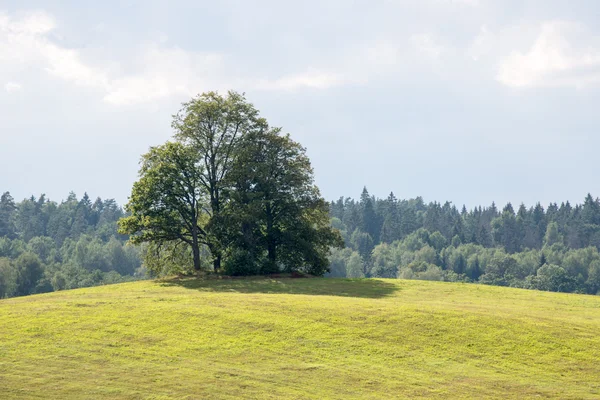 Samotne drzewo daleko w polu żółty — Zdjęcie stockowe
