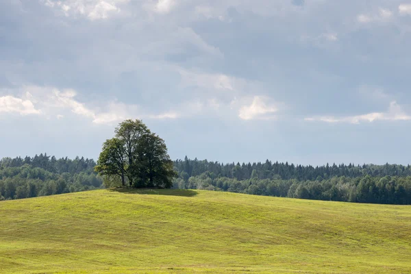 Samotne drzewo daleko w polu żółty — Zdjęcie stockowe