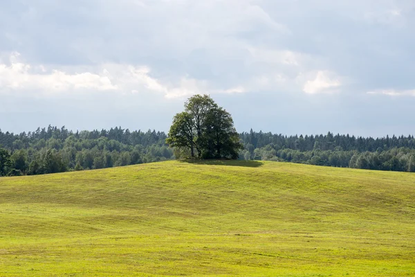 Ensamt träd långt i det gula fältet — Stockfoto
