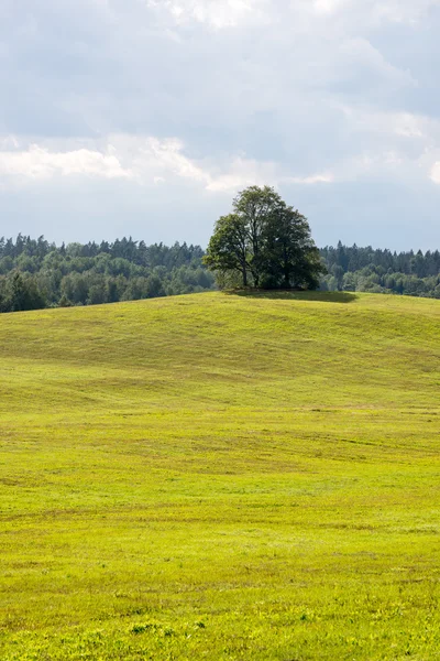 Samotne drzewo daleko w polu żółty — Zdjęcie stockowe