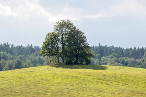 Einsamer Baum weit im gelben Feld — Stockfoto