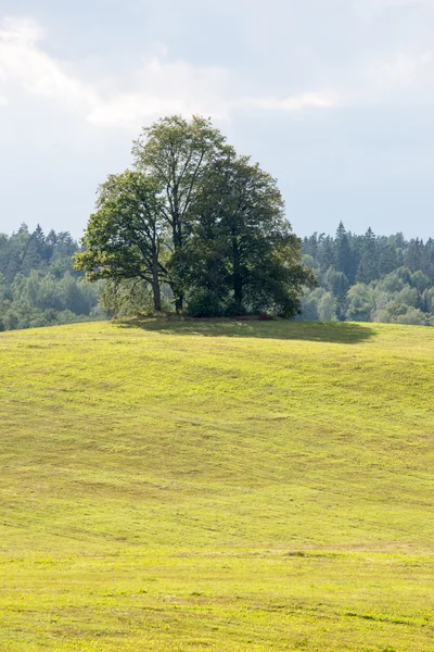 Samotne drzewo daleko w polu żółty — Zdjęcie stockowe