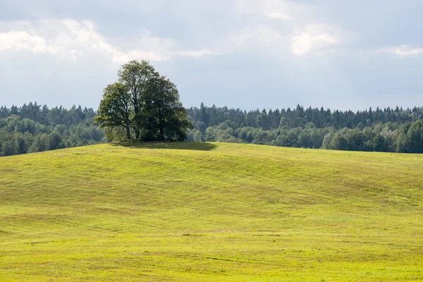 Samotne drzewo daleko w polu żółty — Zdjęcie stockowe