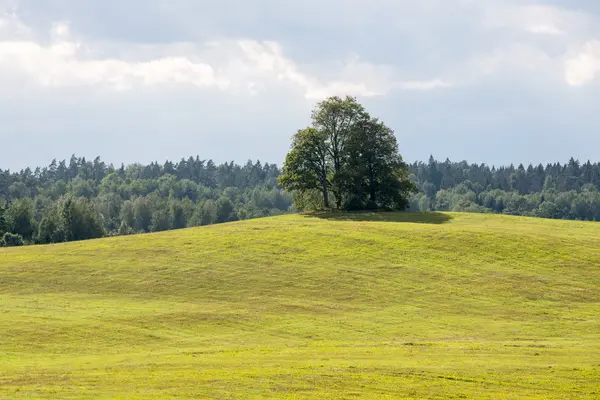 çok sarı alanda yalnız ağaç