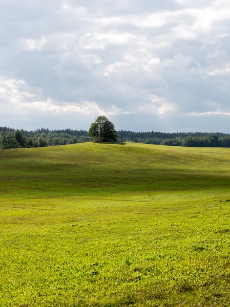 Einsamer Baum weit im gelben Feld — Stockfoto