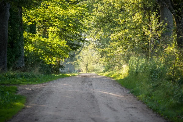 Country road alley lit by evening sun — Stock Photo, Image