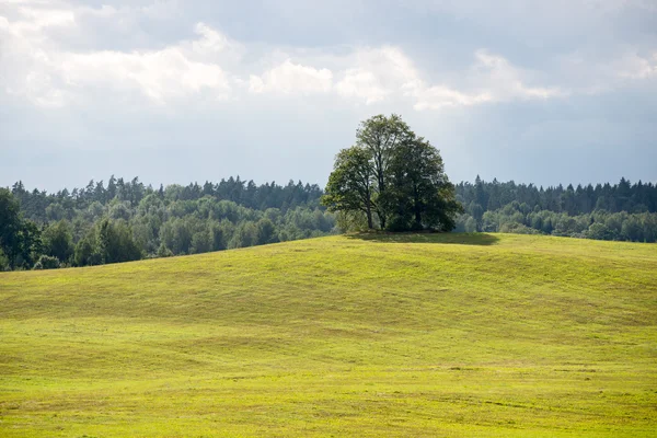 Lonely tree far in the yellow field — Stock Photo, Image