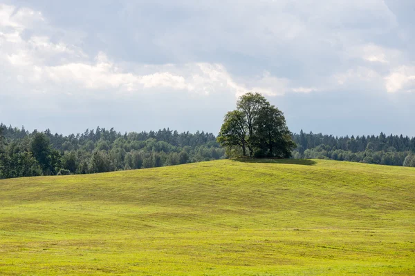 Ensamt träd långt i det gula fältet — Stockfoto