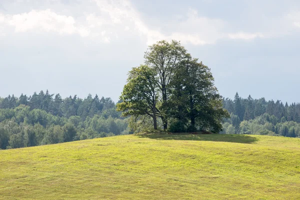 Einsamer Baum weit im gelben Feld — Stockfoto