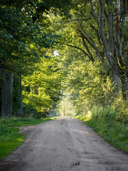 Country road alley lit by evening sun — Stock Photo, Image