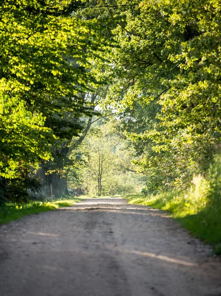 Country road alley lit by evening sun — Stock Photo, Image