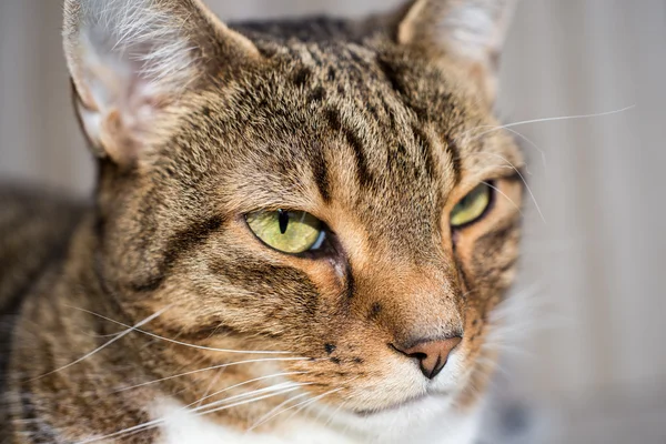 Gato doméstico primer plano disparo — Foto de Stock