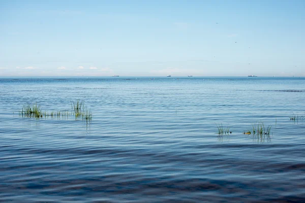 Vista a la playa con plantas en el agua y el cielo azul — Foto de Stock