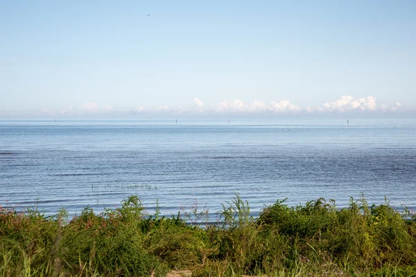 Вид на пляж с растениями в воде и голубом небе — стоковое фото