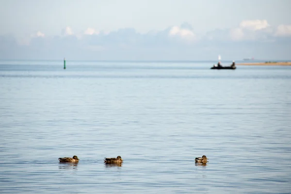 Patos nadando en el mar cerca de la orilla — Foto de Stock