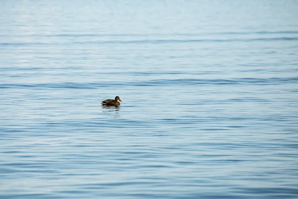Утки плавают в море возле берега — стоковое фото