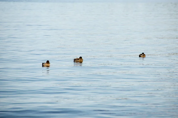 Pływanie w morzu w pobliżu brzegu kaczek — Zdjęcie stockowe