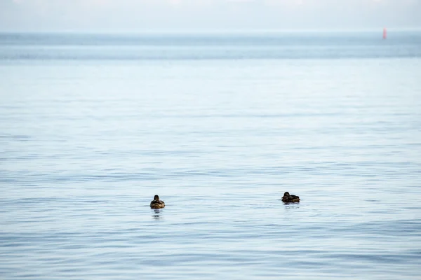 Patos nadando en el mar cerca de la orilla — Foto de Stock