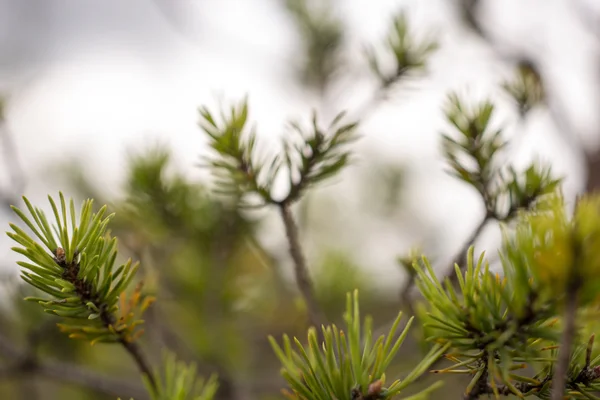 特写的美丽绿色的植物，与模糊背景 — 图库照片